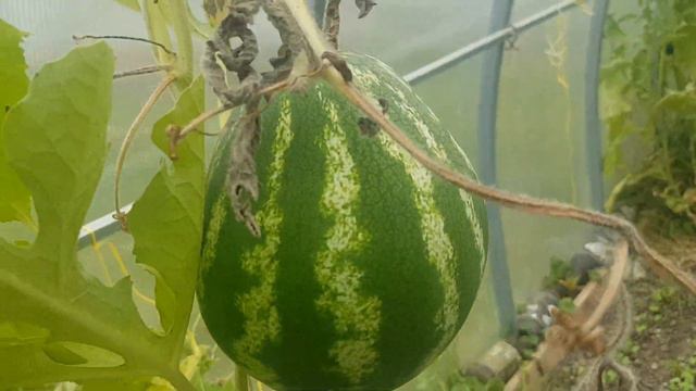 Обзор участка на 30 августа/нужен ваш совет смотреть онлайн