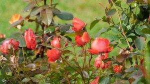 Обрезка и укрытие роз на зиму