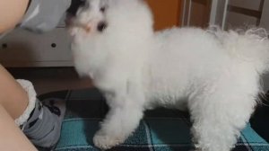 ВЕСЕЛОЕ НАПАДЕНИЕ СОБАКИ! Собака рычит, смешная белая французская болонка Бишон фризе играется.