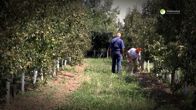 Organske jabuke, kruške i šljive iz voćnjaka gazdinstva Vasiljević смотреть онлайн