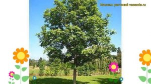 Ясень обыкновенный. Краткий обзор, описание характеристик, где купить саженцы fraxinus excelsior