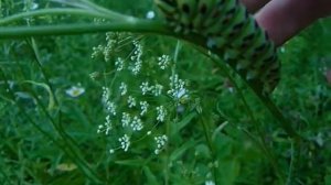 Гусеница бабочки махаон // Papilio machaon butterfly caterpillars.