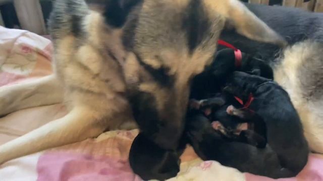 Уставшая но счастливая мама Гера . Восточноевропейская овчарка ( ВЕО ) смотреть онлайн