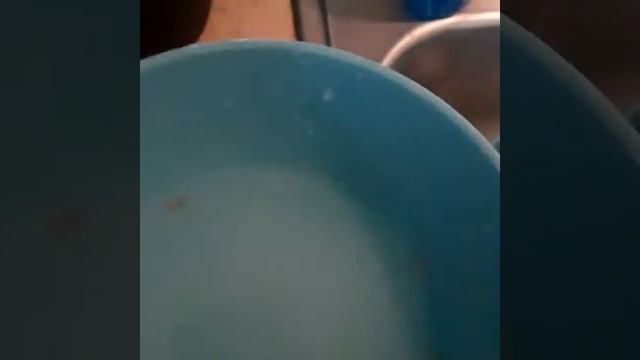 Как кушать кокос? смотреть онлайн