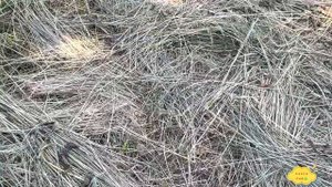 ВЫПУСК 92: Как сушить сено