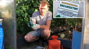 Борьба с гусеницами (перцы, капуста)