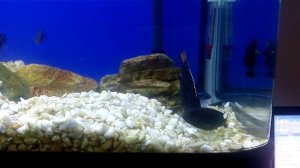 pseudotropheus acei itungi