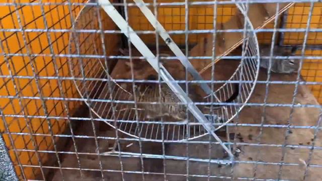 VLOG: Страусиная ферма/ Контактный зоопарк/Трогательная ферма смотреть онлайн