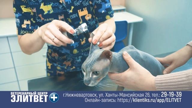 Ветеринар в Нижневартовске. Ветеринарный центр "ЭЛИТВЕТ". смотреть онлайн