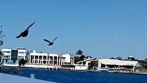 91. Дома миллионеров в Австралии. Голд Кост.