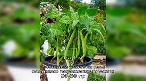 Правила посадки фасоли разных видов на дачных грядках