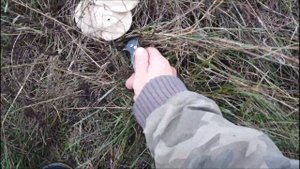 Сбор грибов синеножки рядовка Два ведра вкуснейшего гриба