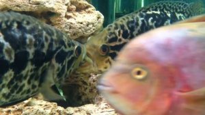 Cichlasoma managuense, Манагуанская цихлозома