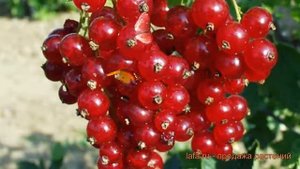 Смородина красная Ася (ribes rubrum) ? смородина Ася обзор: как сажать саженцы смородины Ася