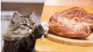 Как отучить Кошку причинять Вред вашим вещам! Почему ее нельзя бить?