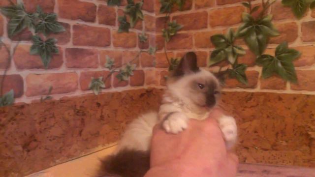 Boršické nebe . Něvská maškaráda . смотреть онлайн