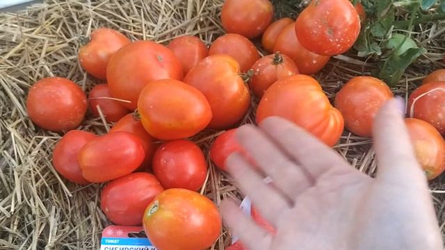 обзор , 🍅 вот такой ,,сибирский карлик,,получился 👍