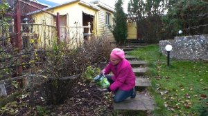 Уход за смородиной осенью. Подготовка смородины к зиме. Обрезка смородины. Красная, черная смородин