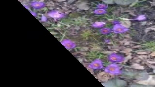 Многолетние  цветы в вашем саду 1