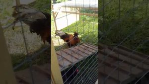 Передвижной курятник .