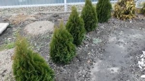 ЖИВАЯ ИЗГОРОДЬ ИЗ ТУЙ СМАРАГД.