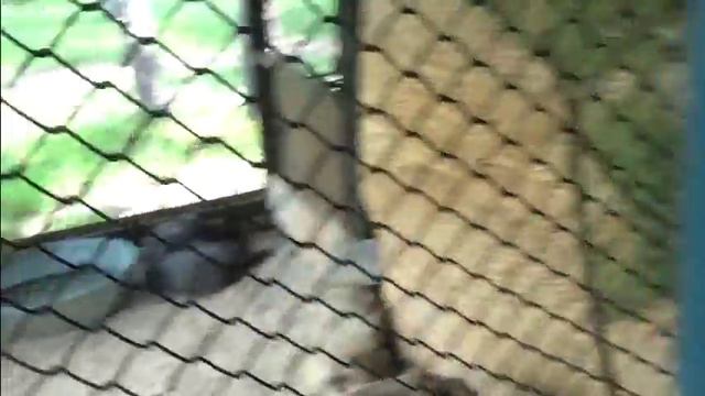 1ч. ПРОГУЛКА В ЗООПАРКЕ / Walk in the zoo смотреть онлайн