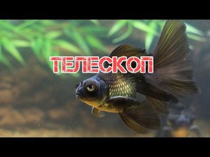 ТЕЛЕСКОП. СОДЕРЖАНИЕ И РАЗВЕДЕНИЕ В АКВАРИУМЕ