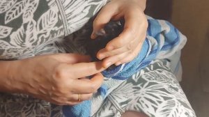 Принудительное кормление голубя с ложки