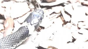 ИТОГИ ЗИМОВКИ. Погибла первая змея и эксперимент с ящерицами