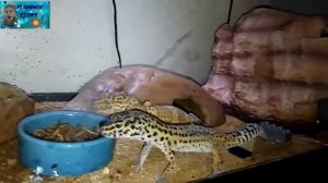 Чем кормить эублефаров? Гекконы Ранзи и Ранзита поедают живых мучных червей!