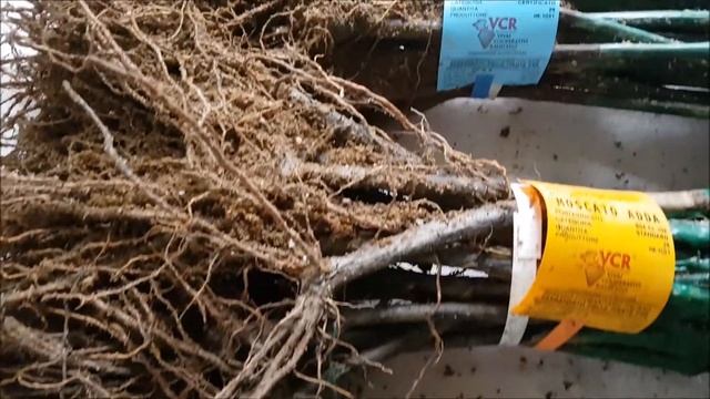 Butasi vita de vie, Muscat de Hamburg, Muscat Adda, Muscat de Alexandria, Muscat Ottonel la  Gradin смотреть онлайн