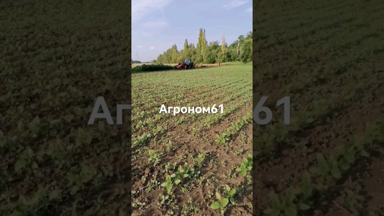 самый поздний подсолнечник, новогодний))