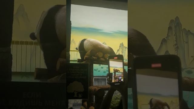 Смешная панда - Московский зоопарк смотреть онлайн