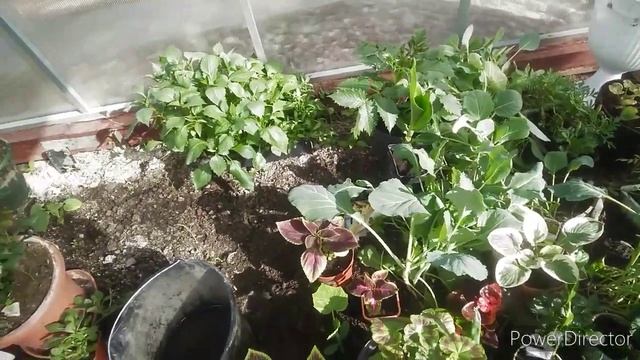 Обзор огурцов для раннего урожая на 20.05.2021 г / Когда надо сажать рассаду огурцов/ Рассада цвето смотреть онлайн