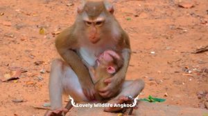 Omg.! Why is tiny Leo unhappy with mother Libby like this? | Best Video Clip | Life of Monkeys