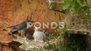 Peregrine Falcon I Facts I English