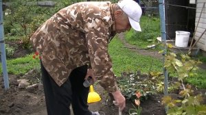 Первый полив и подкормка винограда.