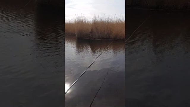 Рыбалка в Анапе. Клюёёёт! В конце видео узнаете, что за рыбка ? Чем заняться в Анапе зимой!