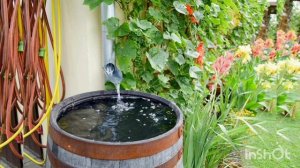 Как применять дождевую воду для растений.
