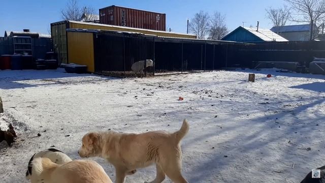 Рост и вес алабая по месяцам смотреть онлайн