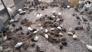 #Опарыш дополнительный #корм для #перепелов