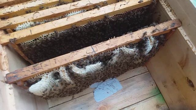 Через два дня даю сироп вот результат..10..05..2021. смотреть онлайн