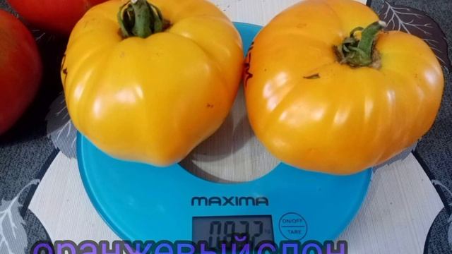 ?Мой маленький каталог томатов.?Продажа семян.? смотреть онлайн