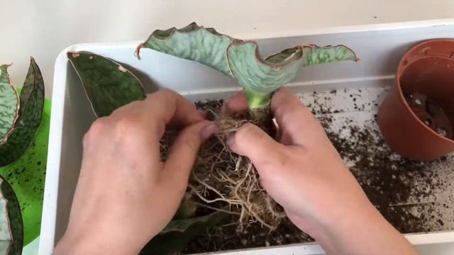 Пересадка САНСЕВИЕРИИ КИРКИ СИЛЬВЕР БЛЮ / sansevieria KIRKI Silver Blue смотреть онлайн