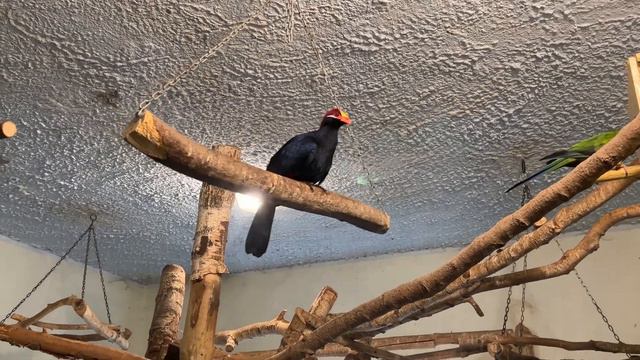 Zoo Gdańsk Oliwa | Zoo Poland | Лучший зоопарк Польши | Гданьск смотреть онлайн