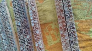 Сбор маточного молочка. Первый опыт.