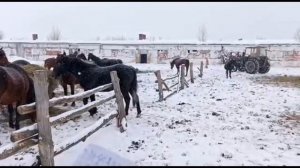 Содержания лошадей. подчеты расходов на содержания