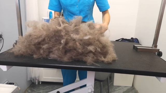 КАК ВЫЧЕСАТЬ и ПОМЫТЬ КОШКУ смотреть онлайн