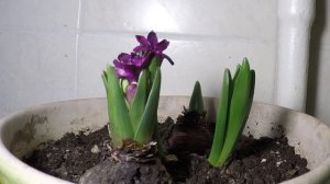 Гиацинт timelapse