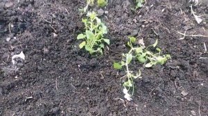 ФИАЛКА РОГАТАЯ МНОГОЛЕТНЯЯ ЗАЦВЕЛА ДОМА